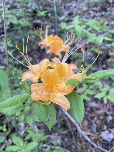 Rhododendron calendulaceum