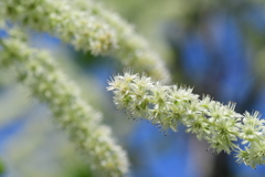 Homalium cochinchinense