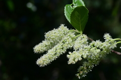 Homalium cochinchinense