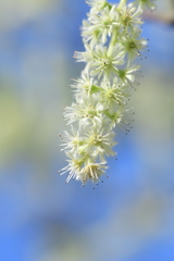Homalium cochinchinense