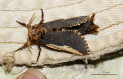 Teragra macroptera