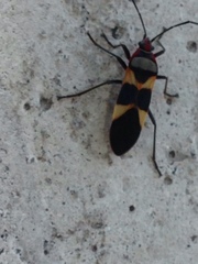 Oncopeltus unifasciatellus