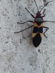 Oncopeltus unifasciatellus