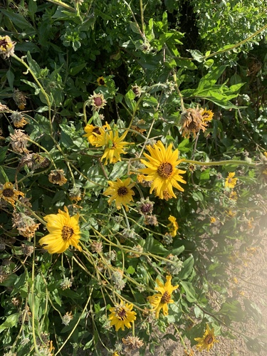 iNaturalist observation photo of California brittlebush