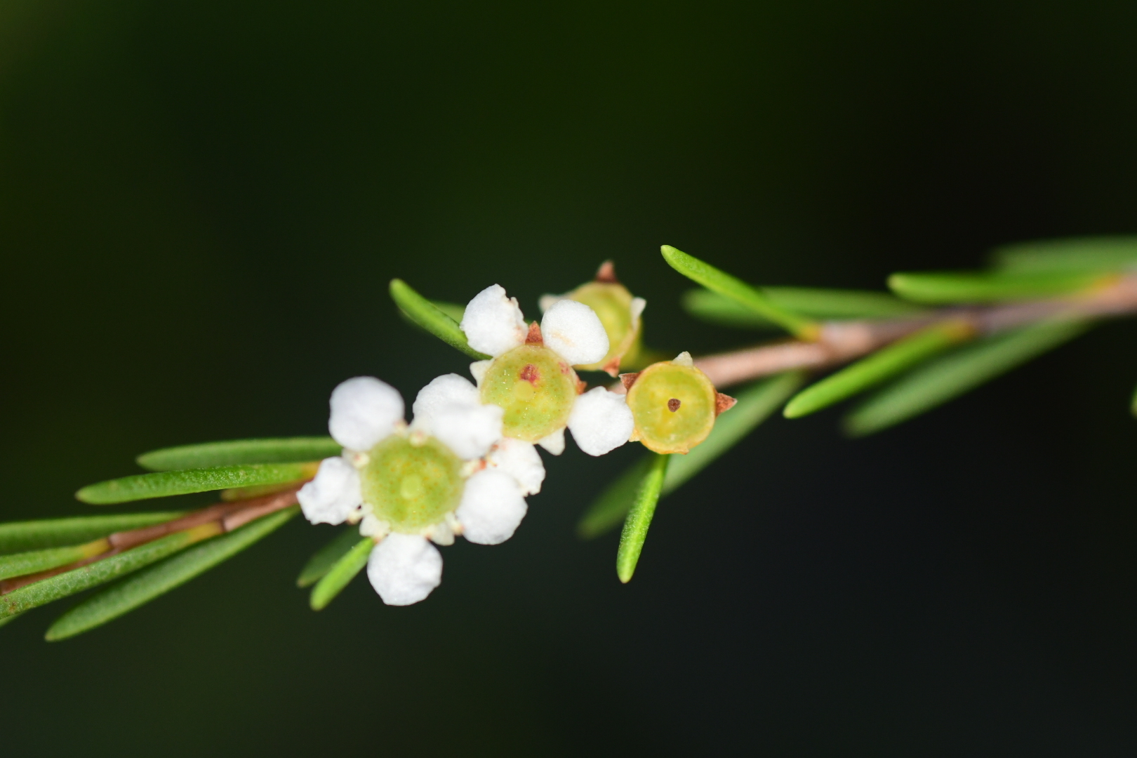 Baeckea frutescens