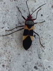 Oncopeltus unifasciatellus