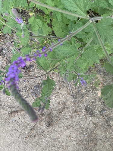 iNaturalist observation photo of western vervain