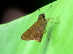 Hesperiinae
