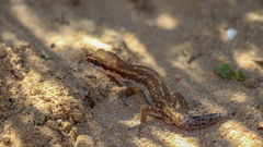 Pachydactylus geitje
