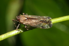 Orthopagus splendens