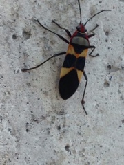 Oncopeltus unifasciatellus