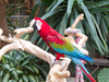 Red-and-green Macaw - Photo (c) Gary J. Wood, some rights reserved (CC BY-SA)