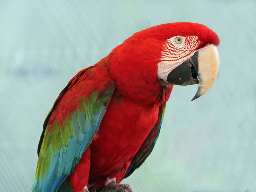 Red-and-green Macaw
