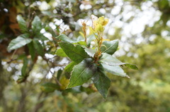 Quercus tarokoensis
