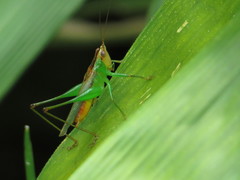 Orthoptera