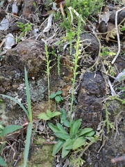 Peristylus tentaculatus