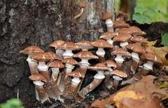 Armillaria gemina