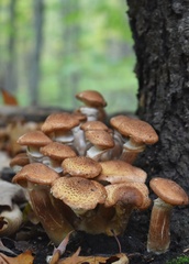 Armillaria gemina