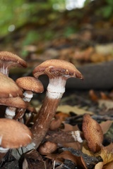 Armillaria gemina