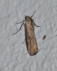 Crambodes talidiformis