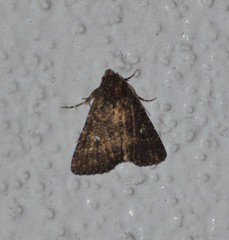 Condica albigera