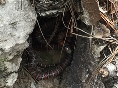 Lampropeltis knoblochi