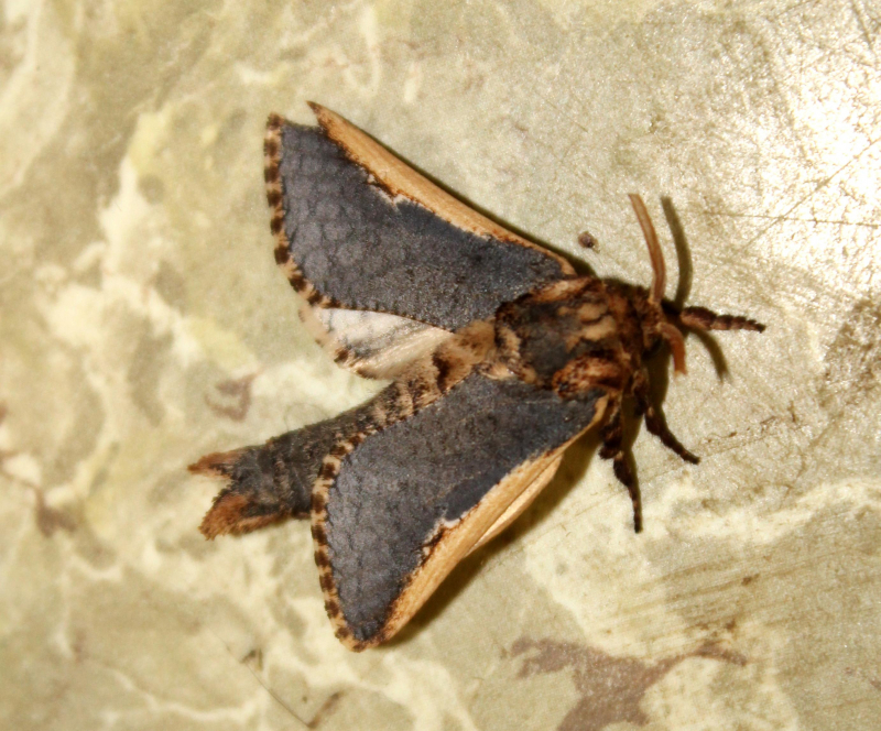 Teragra macroptera (Moths of Botswana excluding Noctuoidea