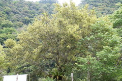 Quercus tarokoensis