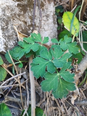 Peucedanum praeruptorum