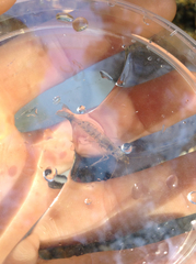 Paratya curvirostris