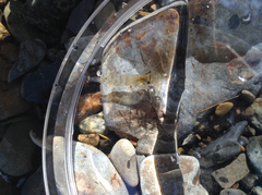 Paratya curvirostris