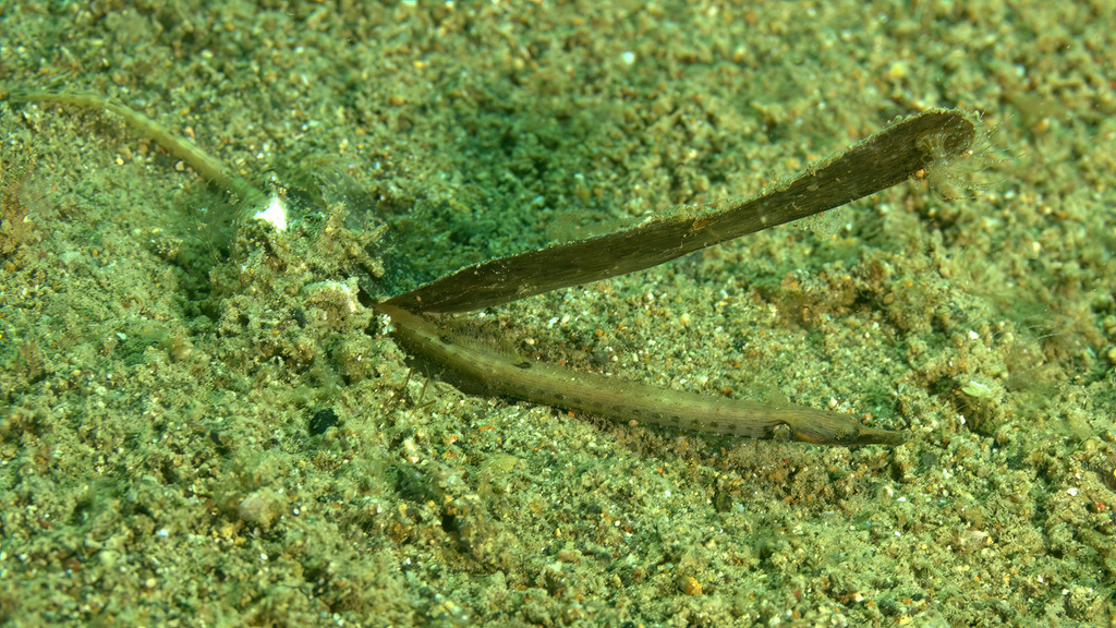 Pacific short-bodied pipefish (Choeroichthys brachysoma) — Syngnathidae