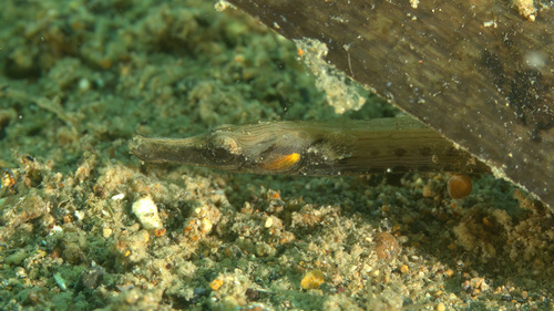 Pacific short-bodied pipefish (Choeroichthys brachysoma) — Syngnathidae — 5