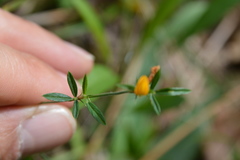 Stylosanthes biflora
