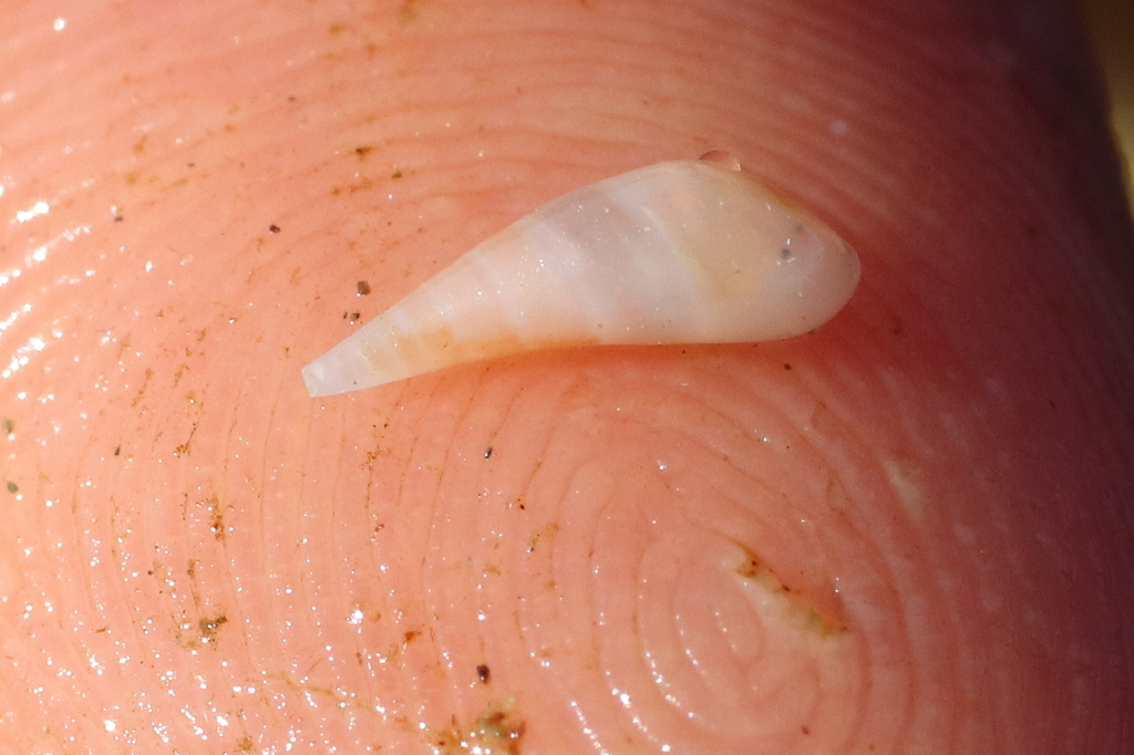 Melanella micans