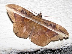 Hemeroblemma opigena