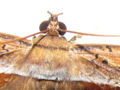 Hemeroblemma opigena