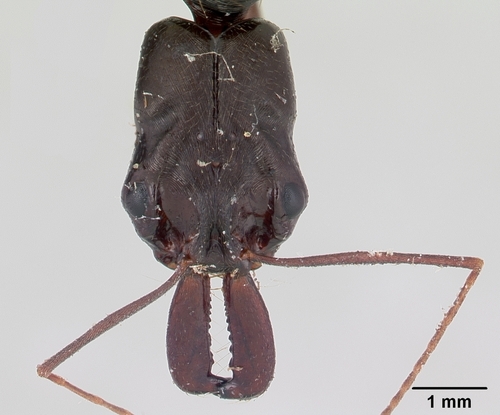 布莱德利大齿猛蚁Odontomachus bradleyi