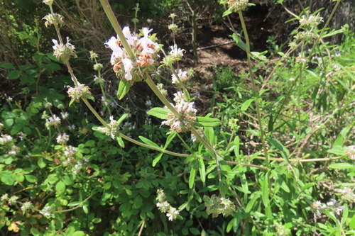 iNaturalist observation photo of black sage