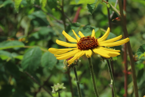 iNaturalist observation photo of California brittlebush