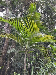 Cyphokentia (Cyphokentia)