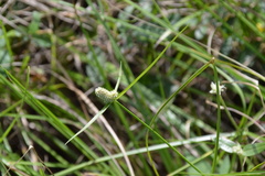 Cyperus sesquiflorus sesquiflorus