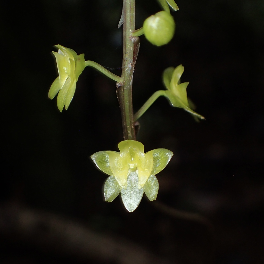 Crepidium taurinum