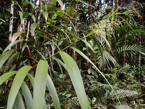 Joinvillea plicata (Joinvillea plicata)