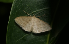 Idaea trisetata