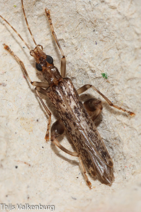 Oedemera marmorata
