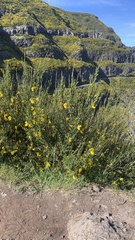 Cytisus scoparius image