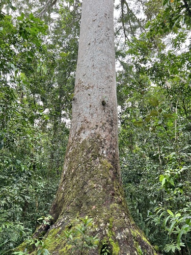 Image of Agathis lanceolata by (c) Sue Carnahan, some rights reserved (CC BY)