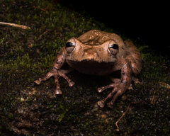 Caracas Snouted Treefrog photo 2