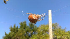Araneus pallidus